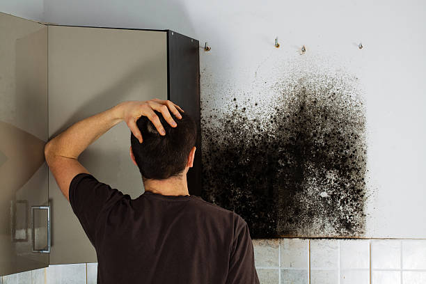 Best Attic Mold Removal  in Boronda, CA